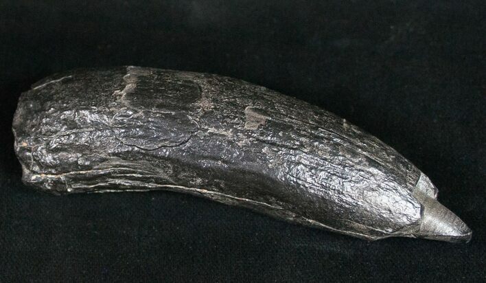 Fossil Sperm Whale Tooth #10088